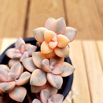 살구미인금 다육이 목대 키우기 쉬운 실내 다육1목7두-80, 단품