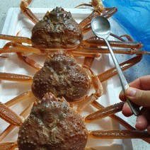 최상급 활 영덕대게 생물 포항 구룡포 박달대게 산지 직송, 국산대게 대 10~11cm 3마리