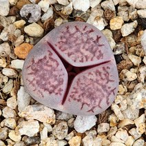 벤츠 (리톱스 변이)