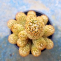 황금사 선인장(소품)