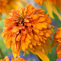 [뿌리]에키나세아(더블)-마멀레이드 뿌리1개