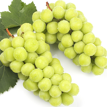 샤인머스켓 2kg 3kg 씨없는 포도 청포도 고당도 알알이 영천 샤인머스켓 선물세트, 샤인머스켓 3kg (5~9수)