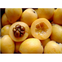 보람농자재 비파나무, 7치화분