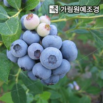 블루베리나무 블루베리 묘목 유실수 가림원예조경, 레가시: 7치화분 결실주