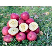 청송 꿀 사과 햇 부사 시나노골드 경북 선물용 흠과 5kg 10kg, 부사10k, 대과(24~26과)