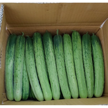 오이지용오이 25개(5kg 내외) 다다기오이 백오이 조선오이 백다다기 못난이, 5kg내외(25개), 25개