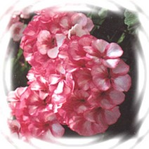제라늄, 매버릭 스타 : 8cm분