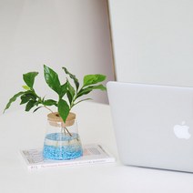 펫플랜트 커피나무 코르크 수경재배식물 세트 DIY 인테리어 공기정화식물, C03커피나무+코르크 수경(소)+컬러스톤 레드