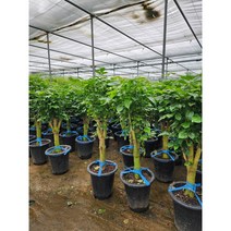 녹보수 외목대 키 120~150cm 랜덤발송 680, 1개
