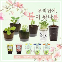 미니화분 식물키우기 (강낭콩 상추 새싹채소 방울토마토 외), 옵션:11)컵가든 나팔꽃
