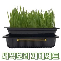 국산 새싹보리 씨앗 키우기 세트 보리 채소 새싹 밀싹 재배 기