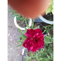 순희농장 알뿌리구근 튤립구근수선화구근 알리움구근 작약구근 수입작약구근 크로커스구근 히야신스구근 백합구근, 수입작약구근피터, 1개