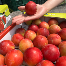 자두 대석 피자두 후무사 도담 추희 하우스 1kg 2kg 2.5kg, 1개, 1kg 대과 8과 내외