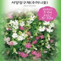 86.서양장구채(주머니꽃) 2봉지