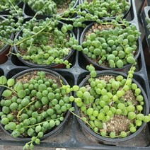 무배특가 3개발송 콩난 다육이 콩콩 소품 10-25cm 23