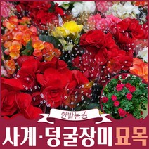 유럽 사계 덩굴장미 묘목 넝쿨 줄장미 땅장미 2-3지, 빨강