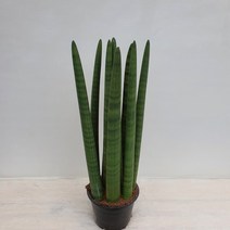 [다은꽃농원]스투키(중) 스투키키우기 산세베리아 실내공기정화식물 인테리어