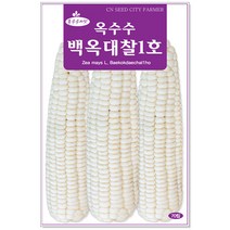 (옥수수씨앗)자흑찰옥수수30g(후아차이12)품질좋고 맛좋은 자색의