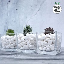 화분월드 인테리어 자갈 화분 백자갈 1.5kg, 1호