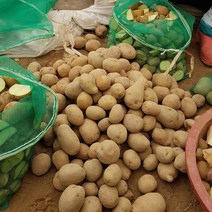 강원도 두백 씨감자 두백감자 종자 씨앗 보급종 5kg/10kg, 씨감자 5kg