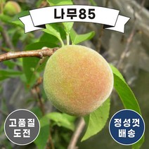 (나무85) 복숭아나무 11종 시리즈, 2. 경봉 접1