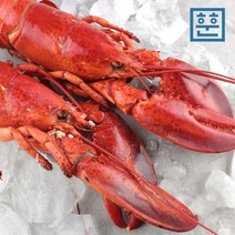훈훈 항공직송 자숙랍스타 1마리 (랍스타살 자숙랍스터), 자숙랍스타 대 1마리(400~450g)