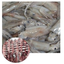 동해안 생물 총알오징어 1kg 8~15미, 1개
