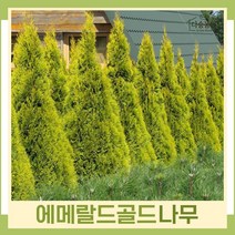 에메랄드골드나무 묘목 키1.2m(분) 1개