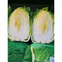 (도도) 22년도 해남 배추(1망 3포기) 6kg 8kg 10kg, 8kg 내외 1망(중 3포기)
