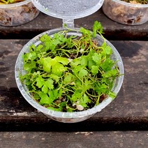 테라리움식물 노치도메 컵(8x3.5cm)/비바리움 팔루다리움