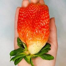 팔도명인 새벽5시수확 킹스베리딸기 논산딸기 설향딸기, 최상급 킹스베리딸기, 35-49g 600g