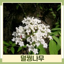덜꿩나무 묘목 키1m 5개