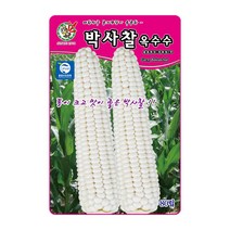 오스템 옥수수씨앗 박사찰옥수수 80립