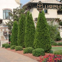 에메랄드그린 나무언니, 에메랄드그린 키120cm 분묘
