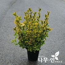 [나무인] 황금사철나무 (금테사철) 화분, 1개