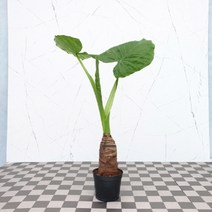 도희씨네 정원>> 새싹 대왕 알로카시아 069″ class=”wr-img”></a></div>
</p></div>
</p></div>
</p></div>
<div class=