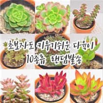 다육이 10종류 초보자도 키우기 쉬운 다육정원 식물랜덤8-00, 핑크토분