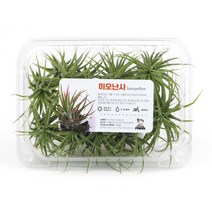 공기정화식물 이오난사 / 특대 중 10개 8개 6개 세트 / 10cm내외, 02_특대 10cm내외 6개