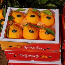 - 7일간반짝할인 - 제주도 한라봉 2kg(5-7수 대과 선물용) 오감만족 상큼하고 과즙미 팡팡 품격있는 선물세트!, 1박스