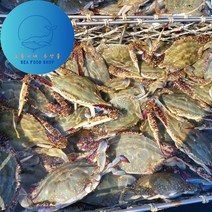 오둥이네 신진도 가을꽃게 빙장 꽃게/톱밥 꽃게 1kg~5kg, 빙장 숫꽃게 1kg(수율 80%), 1박스