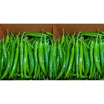 가락싱싱 롱그린고추 특품 1kg 3kg 5kg, 롱그린1kg