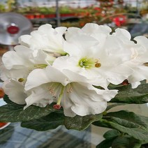 충주원예조경 울릉도만병초*(4치포트) (5주묶음), 주
