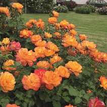 [명일원] 독일코데즈장미-사하라 1주