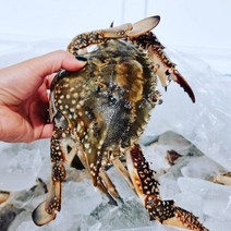 완도활전복, 1개, 활꽃게3kg 2인분 빙장