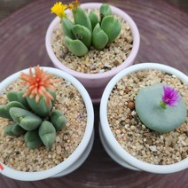 인연다육 25번 꽃이예쁜 코노피튬 빌로붐 웨스티니 화분 3개세트 다육식물 메셈, 3개