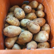 해돋이농산 국내산 강원도감자 햇감자 대 특 왕특 3kg 5kg 10kg, 왕특(10kg), 1개