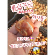 튤립구근 10개 20개/계절과 상관없이 사계절꽃피는 사계튤립은 첨이죠, 20개