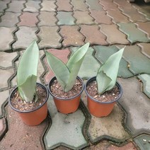 무배특가 1+1+1 미니 문샤인 소품 산세베리아 반려식물 15-25cm 29