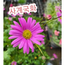 사계국화/사계국화꽃 하나쯤은 갖고 싶은 아이죠