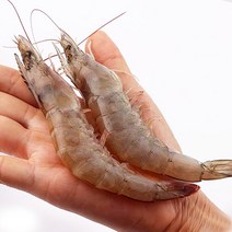 당일바리 신선도특급 국내산 통영 흰다리새우 활새우 캠핑 새우구이 1kg, 활새우1kg(33미내외)